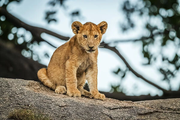 Lion cub sits on rock by tree, Serengeti, Tanzania