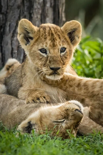 Lion cubs lying in grass by tree