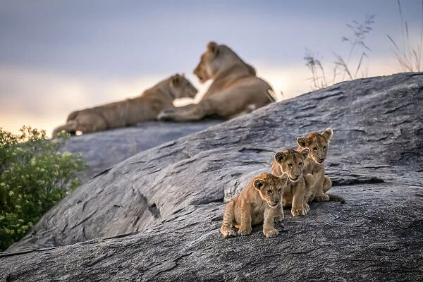 Three lion cubs on a rock, Serengeti, Tanzania