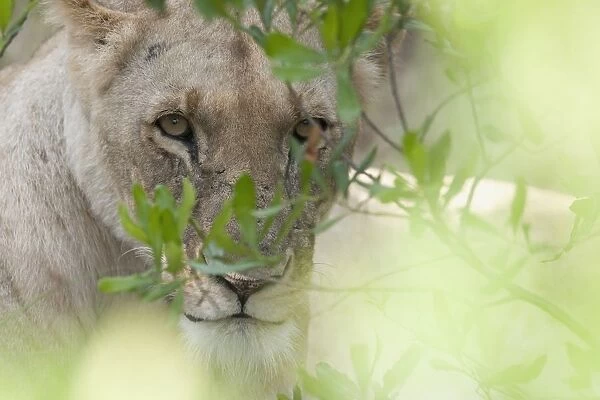 Lioness, Kenya, Africa