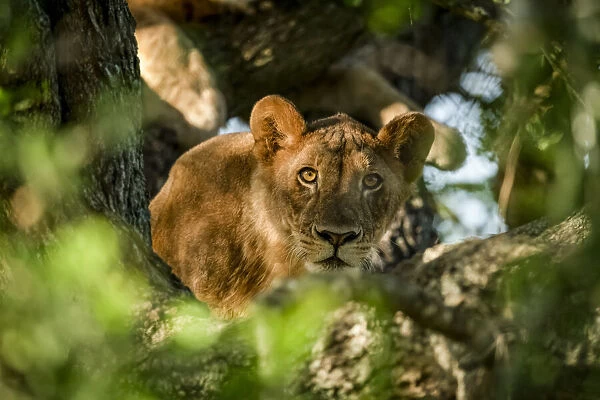 Lioness lies in tree looking through branches