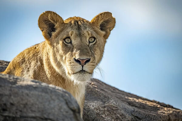Lioness sits looking out over rocky boulders