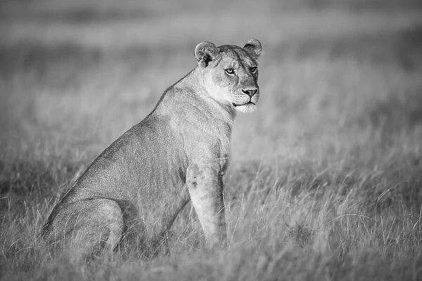 Lioness sitting in the long grass in Tanzania