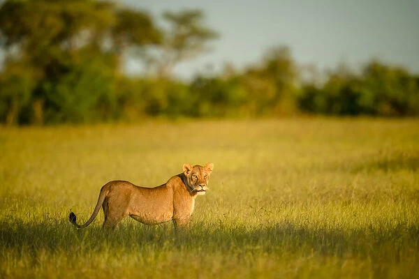 Lioness standing in long grass with head turned, Tanzania