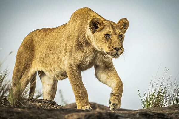 Lioness walks on rock under blue sky