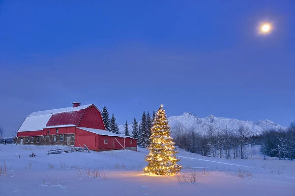 Lit Christmas Tree In A Snow Covered Field Standing In Front Of A Vintage Red Barn At Dusk With Chugach Mountains; Palmer Alaska Usa