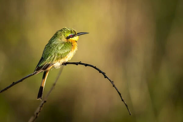Little bee-eater on bent branch facing right