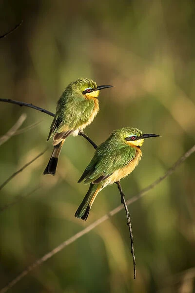 Two little bee-eaters perched on bent branch