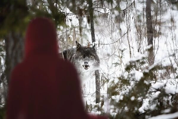Little Red Riding Hood Looking At The Big Bad Wolf; Alberta, Canada