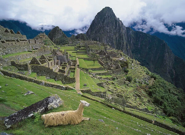Llama At Machu Picchus Ancient Ruins With Huayna Picchu In The Background