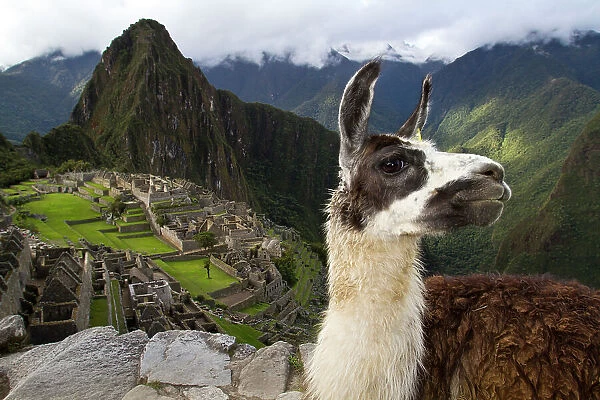 A llama on a road above Machu Picchu