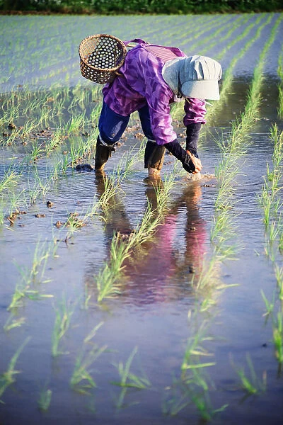 Local Planting Rice By Hand