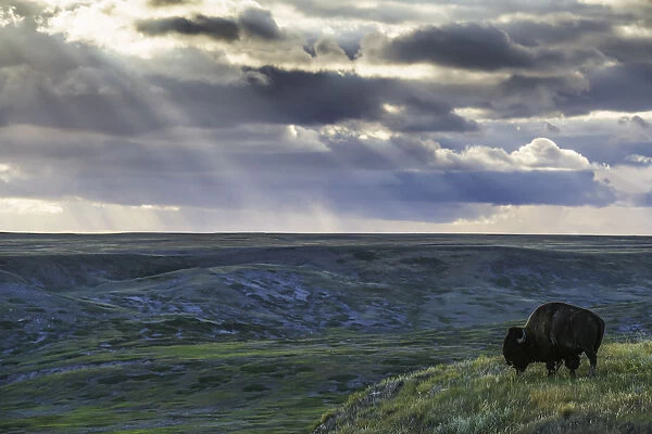 A Lone Bison (Bison Bison) Grazes On The Buttes Of Grasslands National Park; Saskatchewan, Canada