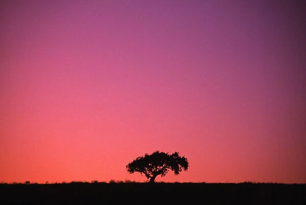 Lone Tree Backlit By Afterglow
