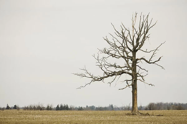 A Lone Tree In A Field; Winnipeg, Manitoba, Canada