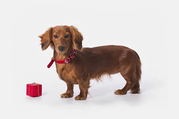 A Longhair Red Dachshund With A Small Red Box At Christmas; St. Alberta Alberta, Canada