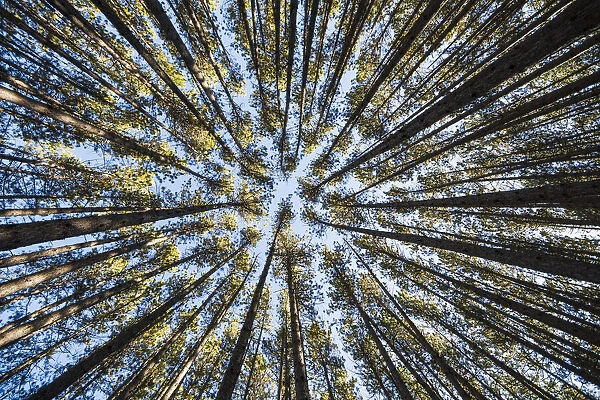 Looking Up At The Tree Tops Of The Pine Trees In The Forests Of Algonquin Park; Ontario, Canada