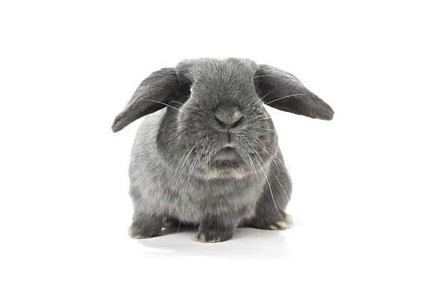 Lop-Eared Rabbit
