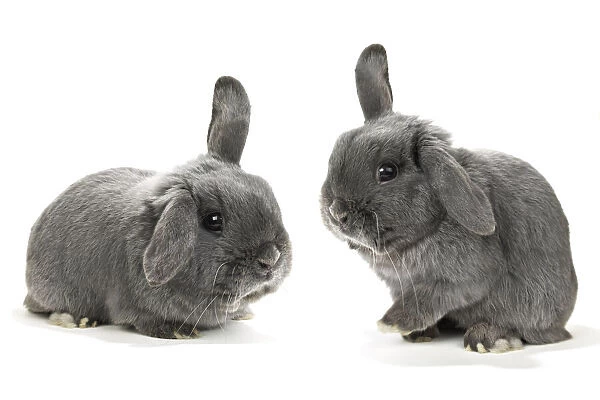 Two Lop-Eared Rabbits