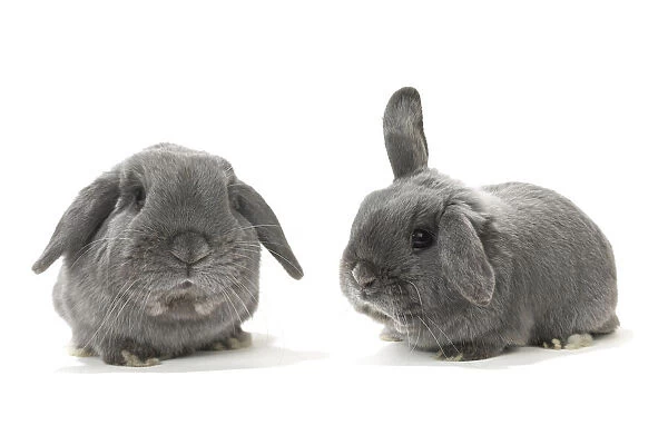 Two Lop-Eared Rabbits