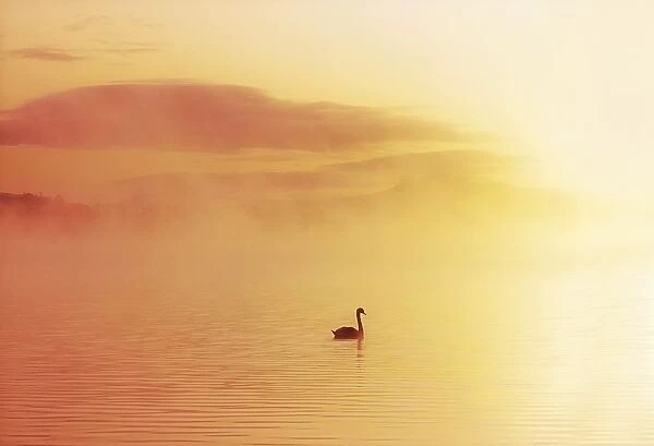 Lough Leane, Killarney, Co Kerry, Ireland; Bird In The Water Covered By A Mist
