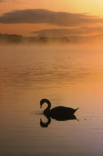 Lough Leane, Lakes Of Killarney, Co Kerry, Ireland; Silhouetted Swan