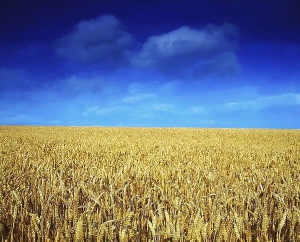 Co Louth, Ireland; Wheat Field