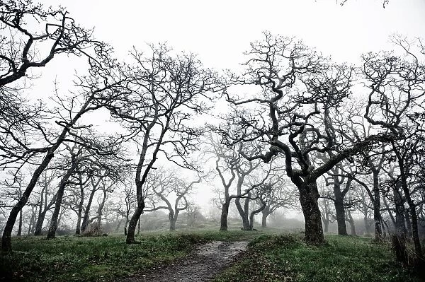 Low Angle View Of Eerie Tree Silhouettes