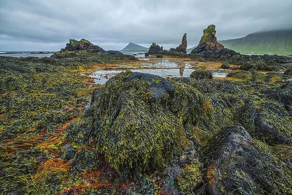 The low tide reveals a lush world of life under the water along the Strandir Coast; Djupavik, West Fjords, Iceland