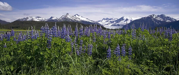 Lupine Blooms In The Wetlands Near Mendenhall Glacier. Summer In Southeast Alaska