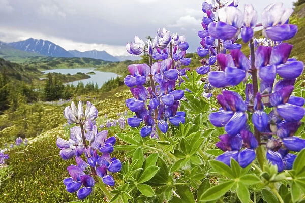 Lupine Flowers Near Lost Lake Seward Alaska Chugach National Forest Southcentral Summer