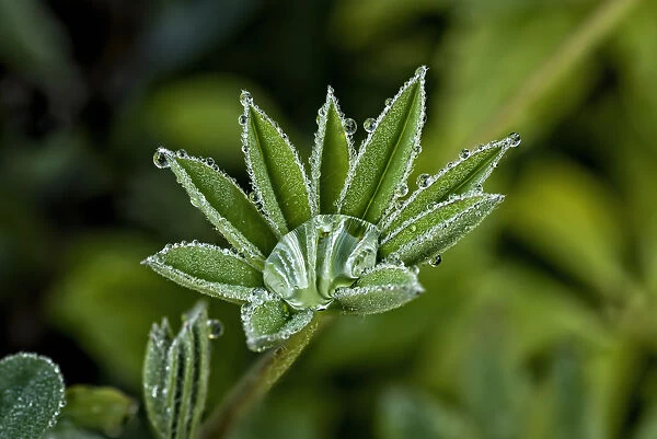 Lupine leaves with dew drops
