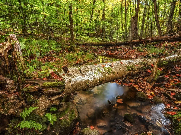 Lush forest with fallen trees, Ontario, Canada