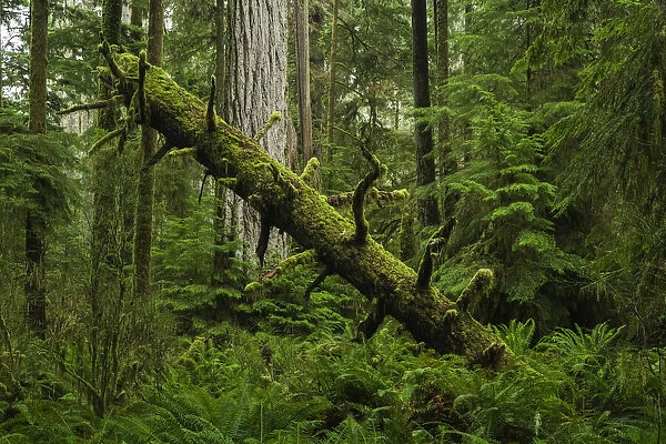 The Lush Rainforest Of Cathedral Grove, Macmillan Provincial Park, Vancouver Island; British Columbia, Canada