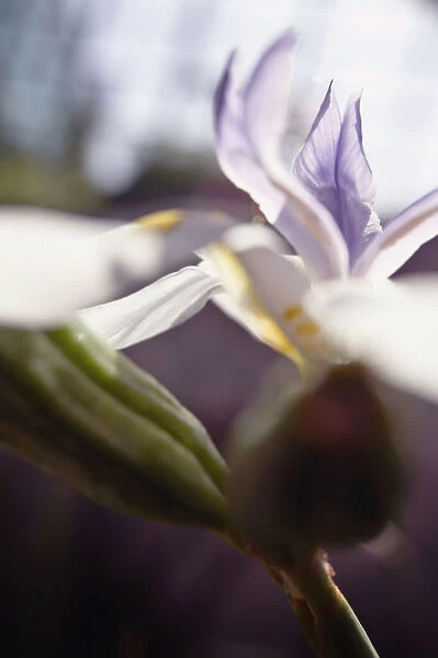 Macro Of White Iris Blossom