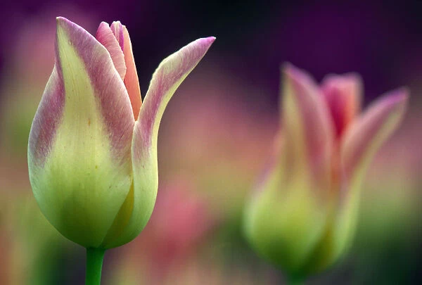 Two Magenta Tulips Opening