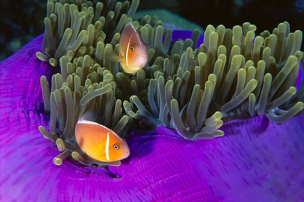 Malaysia, Anemonefish And Anemone (Amphiprion Perideraion) Pair