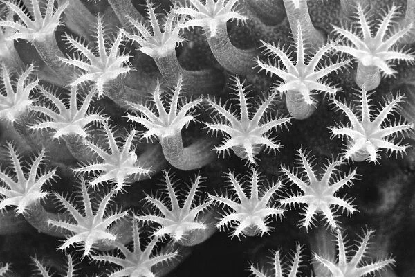 Malaysia, Close-Up Of Leather Coral Polyps (Sarcophyton Sp), (Black And White Photograph)