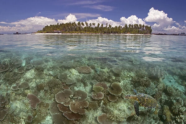 Malaysia, Mabul Island, A Hawksbill Turtle Swims In Island  /  Reef Scene