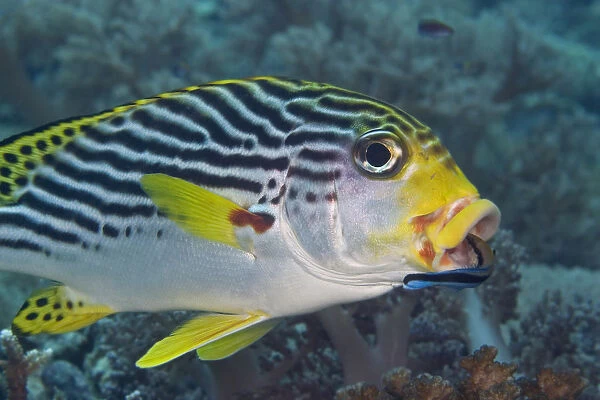 Malaysia, Mabul Island, Lined Sweetlips (Plectorhinchus Lineatus) With Cleaner Wrasse (Labroides Dimidiatus) In Mouth