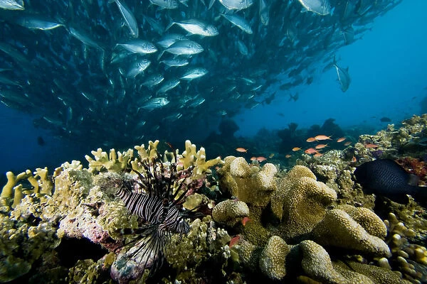Malaysia, Reef Scene With Lionfish (Pterois Volitans) And Schooling Jack Fish (Caranx Sexfasciatus) ; Sipidan Island