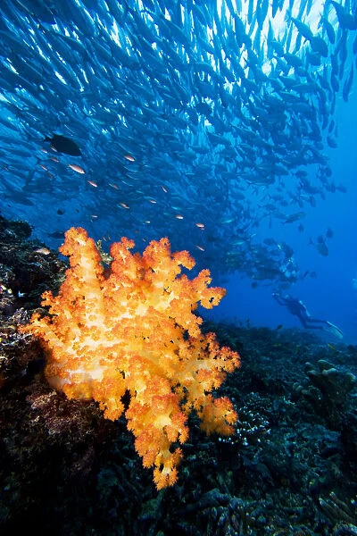 Malaysia, Schooling Bigeye Jack (Caranx Sexfasciatus) Fish Around Alcyonarian Coral And Diver
