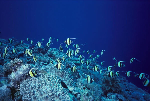 Malaysia, Sipadan Island, School Of Moorish Idols Over Reef, Blue Ocean