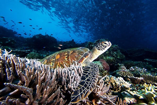 Malaysia, Sipidan, Green Sea Turtle (Chelonia Mydas) On Coral Reef, Swarm Of Bigeye Jack Fish Overhead