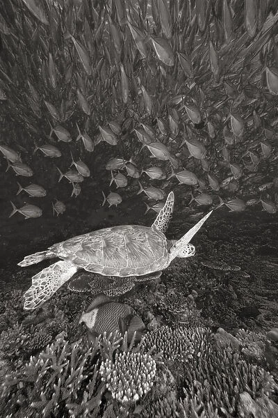Malaysia, Sipidan, Green Sea Turtle (Chelonia Mydas) With Schooling Fish (Sepia Photograph)
