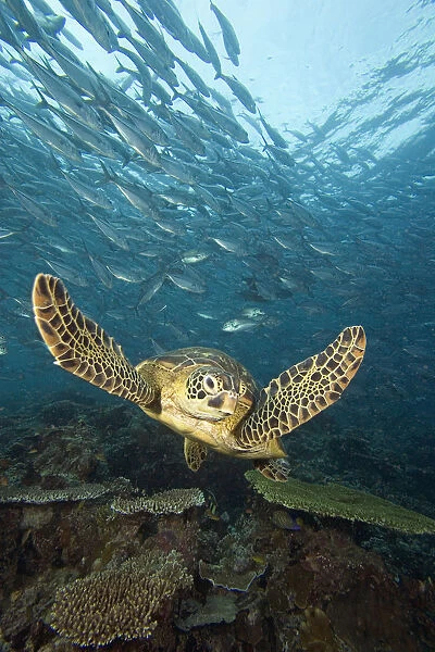 Malaysia, Sipidan Island, Green Sea Turtle (Chelonia Mydas) Surrounded By Schooling Bigeye Jacks (Caranx Sexfasciatus)