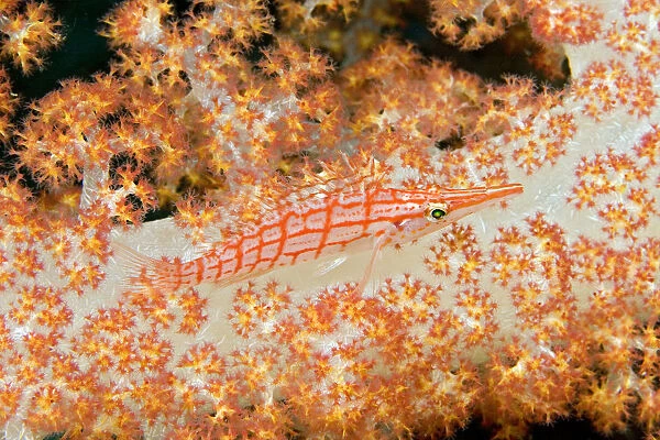 Malaysia, Sipidan Island, Longnose Hawkfish (Oxycirrhites Typus) On Alcyonarian Coral