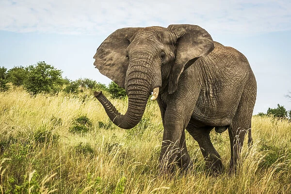 Male African bush elephant walks through grass