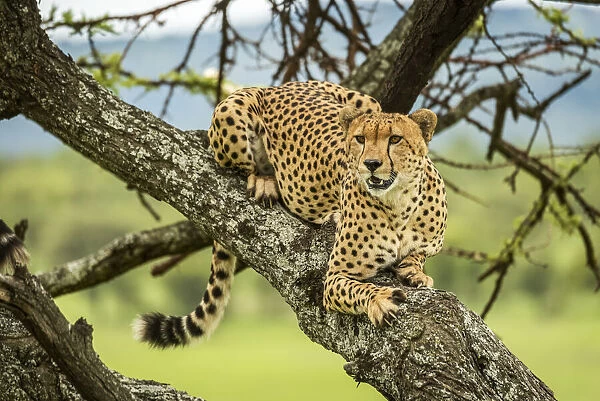 Male cheetah lies in tree looking out