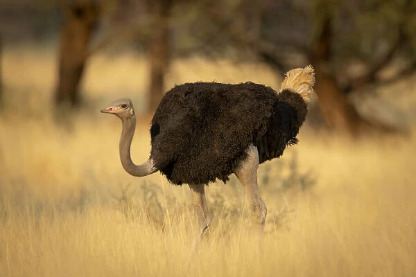 Male common ostrich walking through the long grass at the Gabus Game Ranch, Otjozondjupa, Namibia